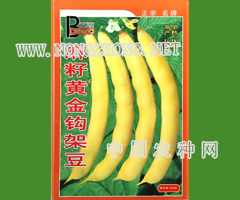 麻籽黄金钩架豆豆角种子